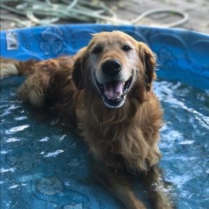 Meet your Posher, Alexa